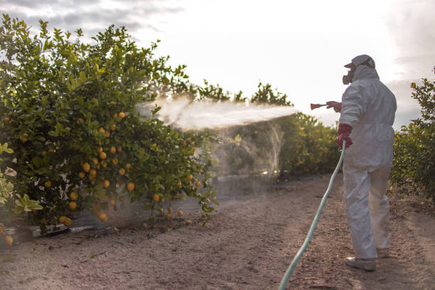 Best Pest Control Near Me  in Elsberry, MO