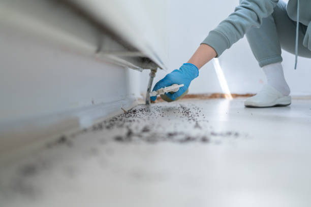 Best Wasp Removal Services  in Elsberry, MO